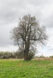 Tilia cordata