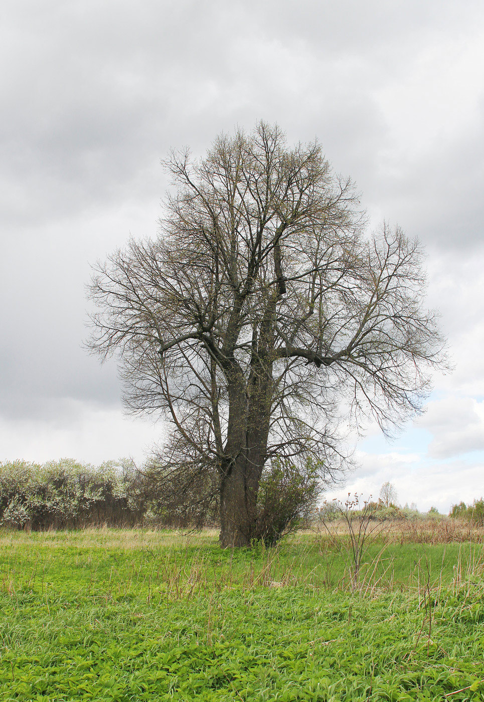 Image of Tilia cordata specimen.