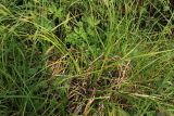 Carex vesicaria