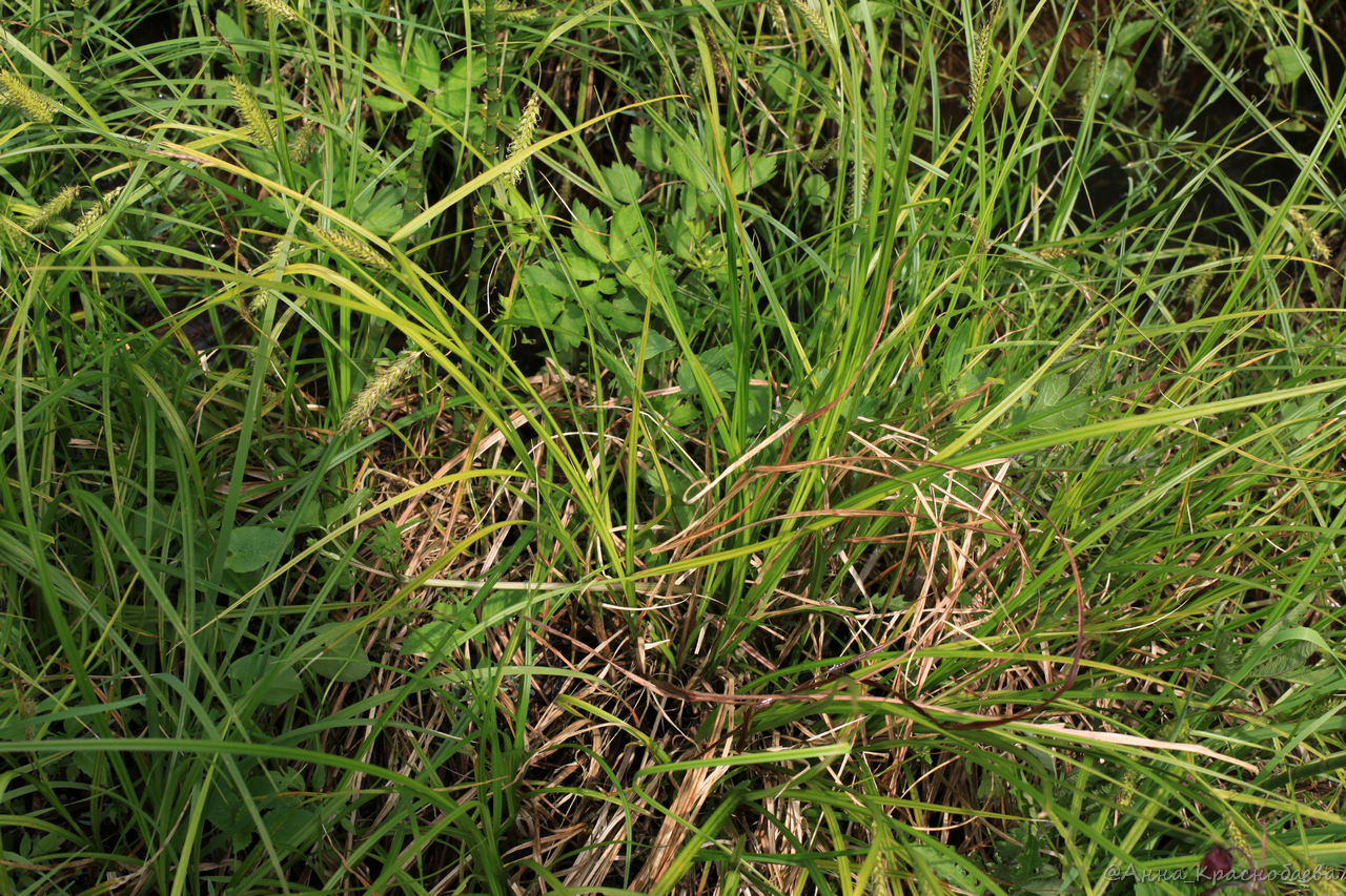 Image of Carex vesicaria specimen.