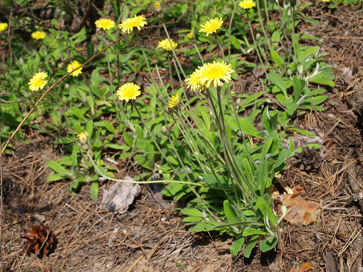 Image of Pilosella officinarum specimen.