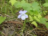 Viola sacchalinensis