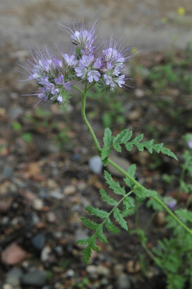 Image of Phacelia tanacetifolia specimen.