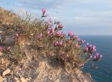 Astragalus subuliformis. Цветущее растение. Краснодарский край, м/о Анапа, окр. пос. Супсех, приморский обрывисто-осыпной склон, кромка обрыва над морем. 16.05.2015.