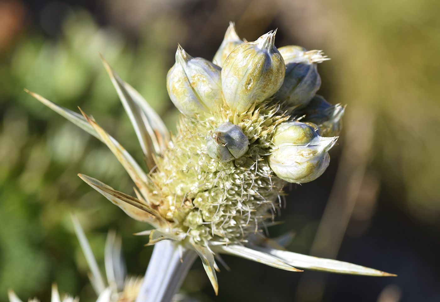 Изображение особи Eryngium bourgatii.
