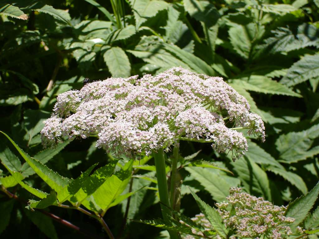 Image of Angelica genuflexa specimen.