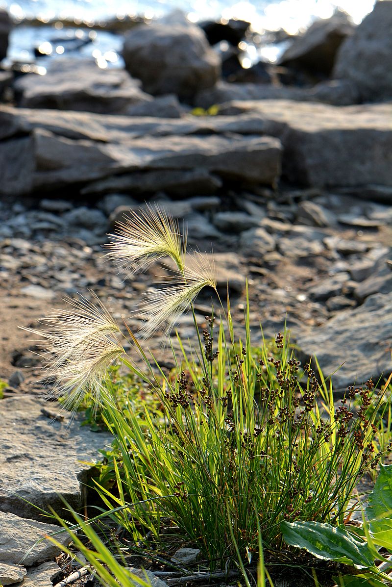 Image of Hordeum jubatum specimen.