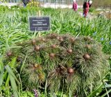 Paeonia tenuifolia. Расцветающее растение в сообществе с Corydalis sp. и Scilla sp. Санкт-Петербург, Ботанический сад БИН РАН, Сад непрерывного цветения (Северный двор). 03.05.2014.