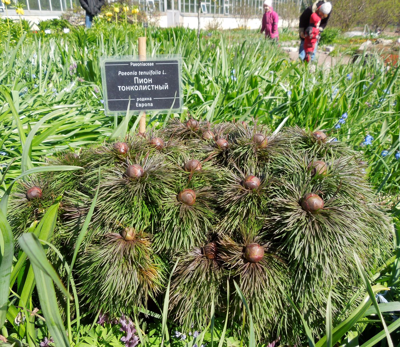 Image of Paeonia tenuifolia specimen.