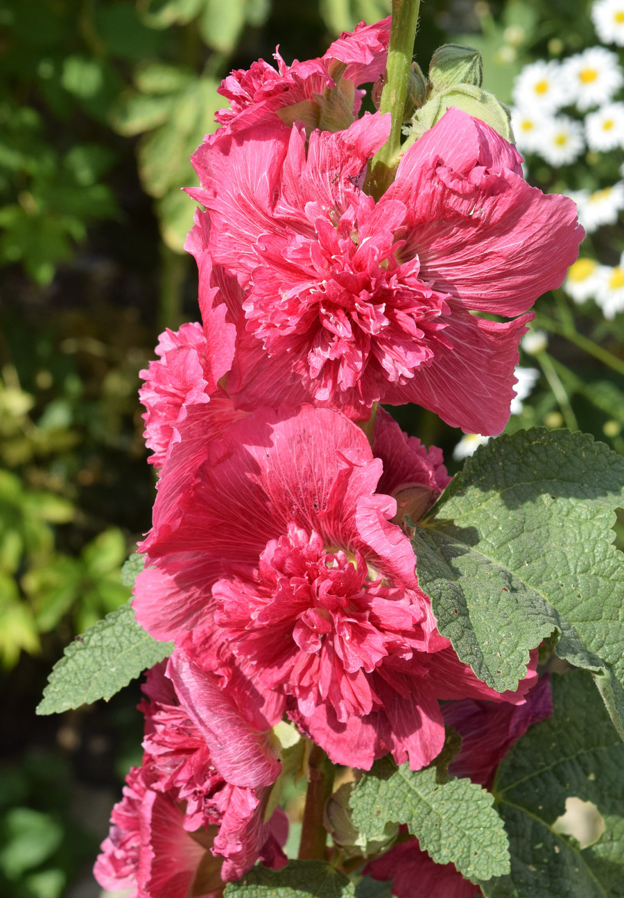 Image of Alcea rosea specimen.