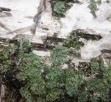 Phaeophyscia orbicularis