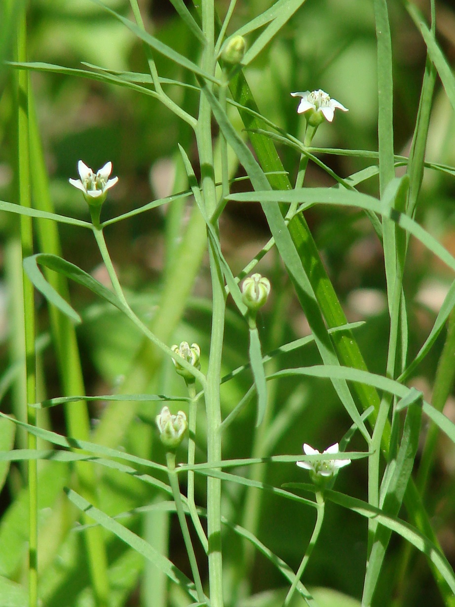 Изображение особи Thesium repens.