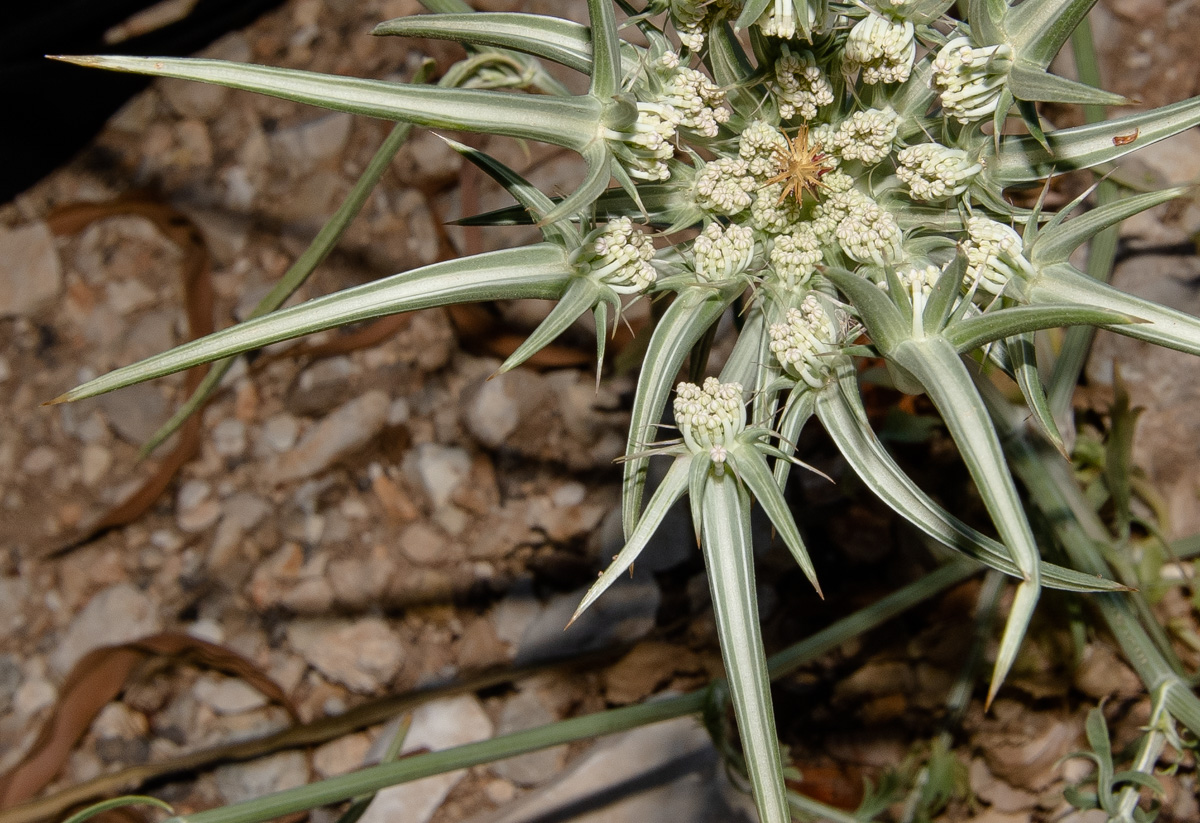 Изображение особи Exoacantha heterophylla.