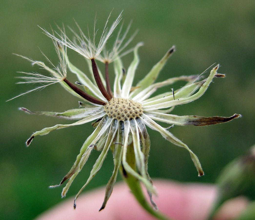 Изображение особи Scorzoneroides autumnalis.