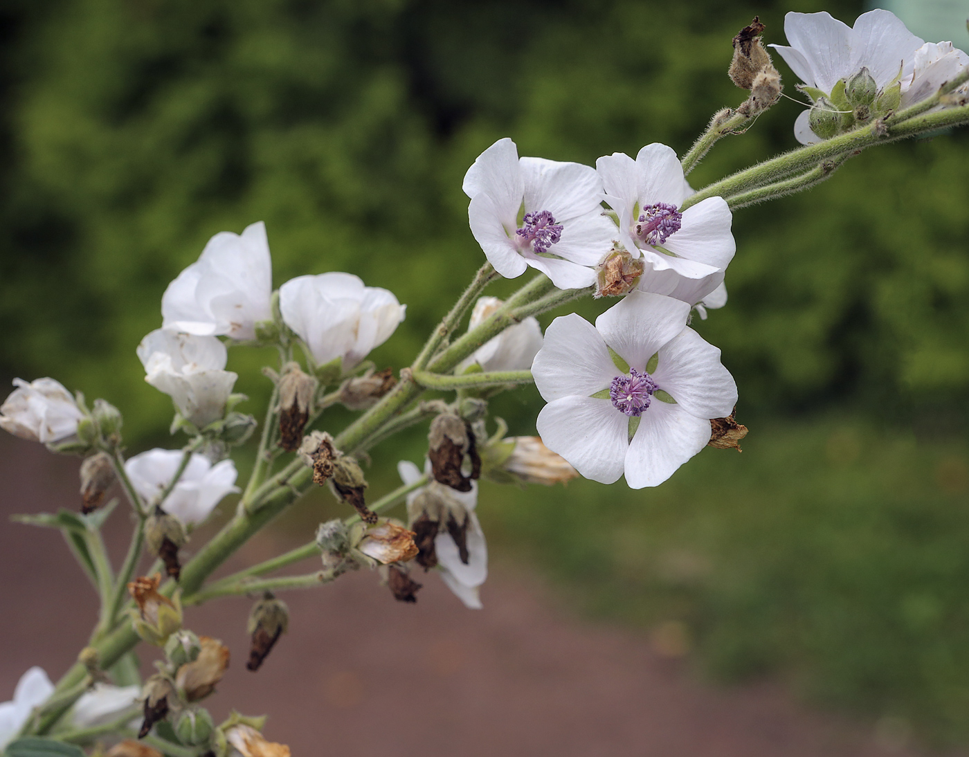 Image of Althaea officinalis specimen.