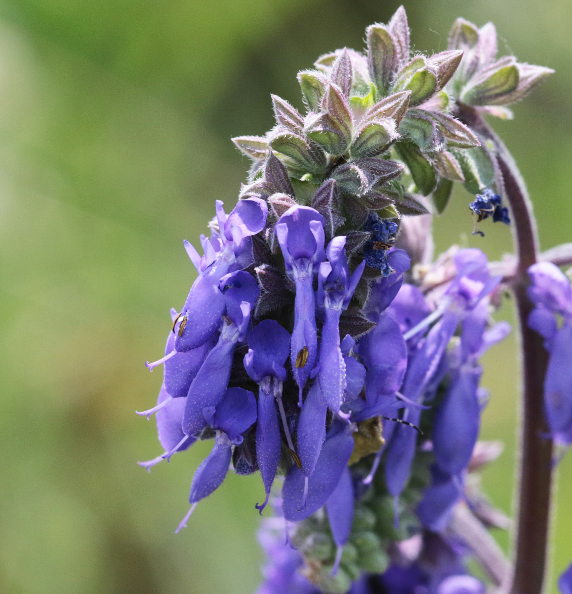 Изображение особи Salvia nutans.