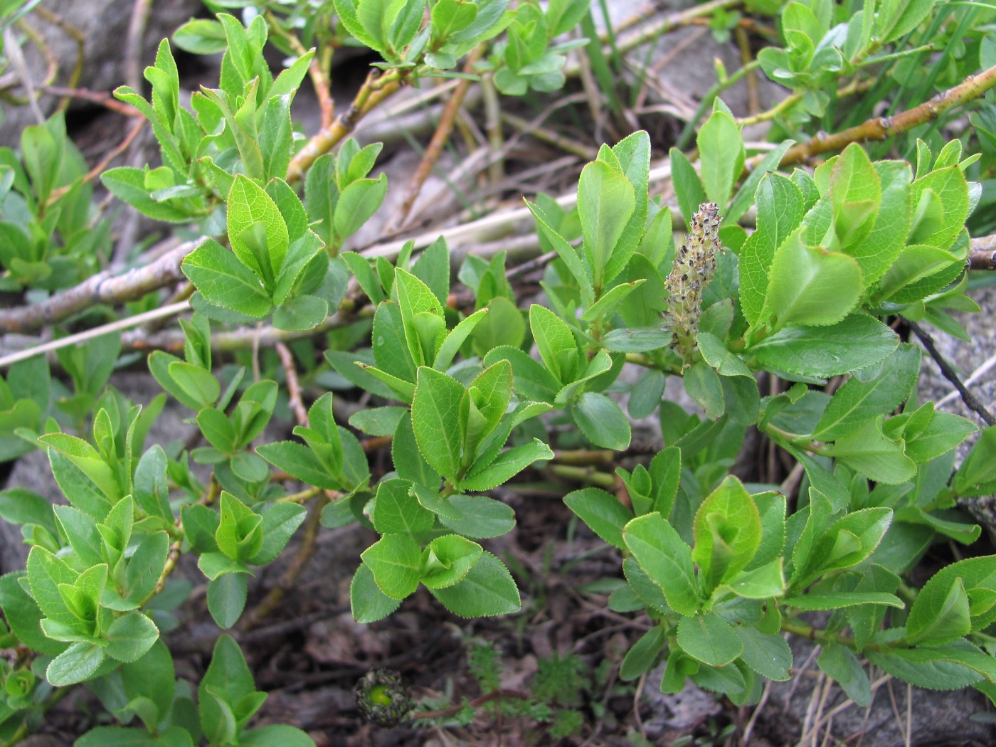 Image of Salix apoda specimen.