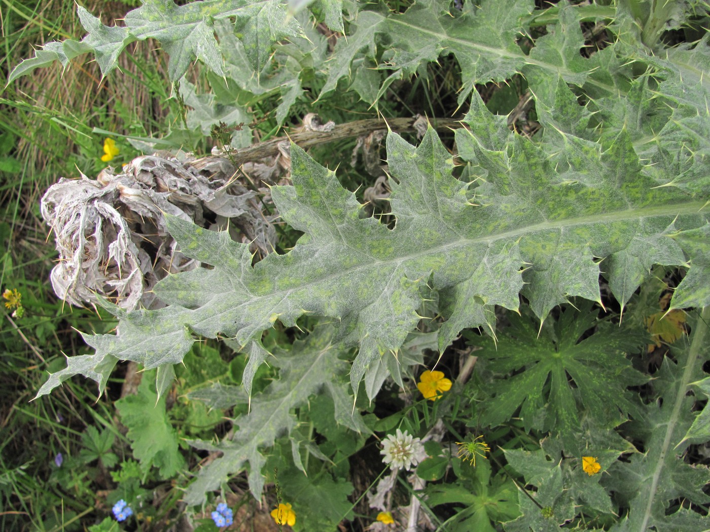 Изображение особи Cirsium cephalotes.