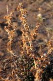 Xanthium spinosum. Верхушки побегов с соплодиями. Казахстан, Туркестанская обл., Тюлькубасский р-н, окр. с. Жабаглы, хр. Таласский Алатау, ≈ 1200 м н.у.м., подгорная степь. 4 февраля 2021 г.