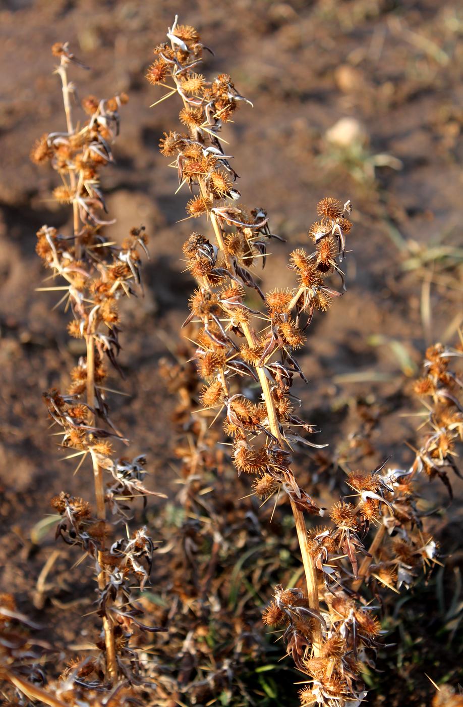 Image of Xanthium spinosum specimen.