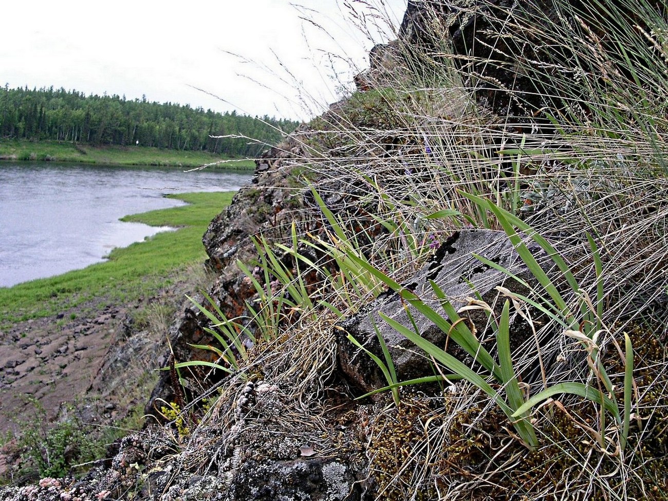 Image of Iris bloudowii specimen.