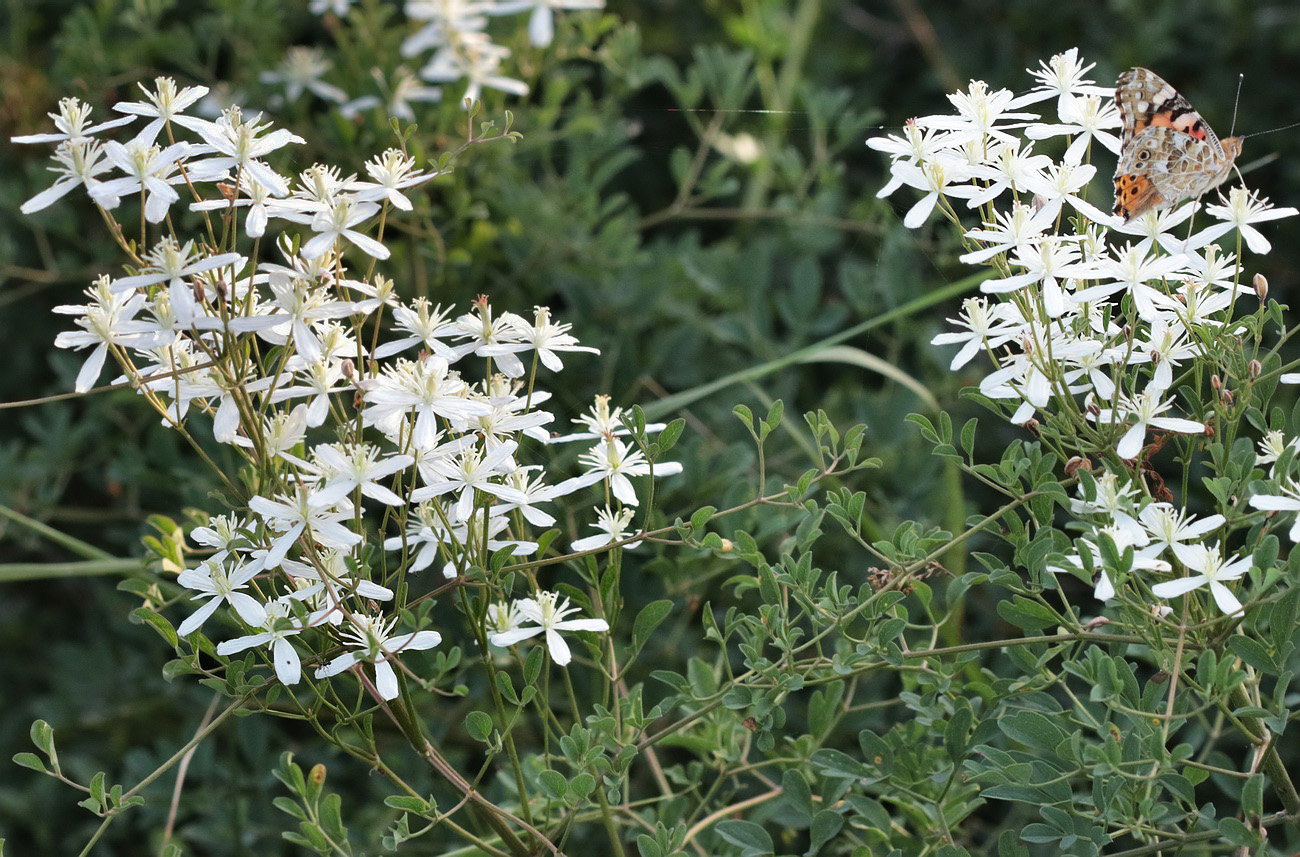 Image of Clematis lathyrifolia specimen.