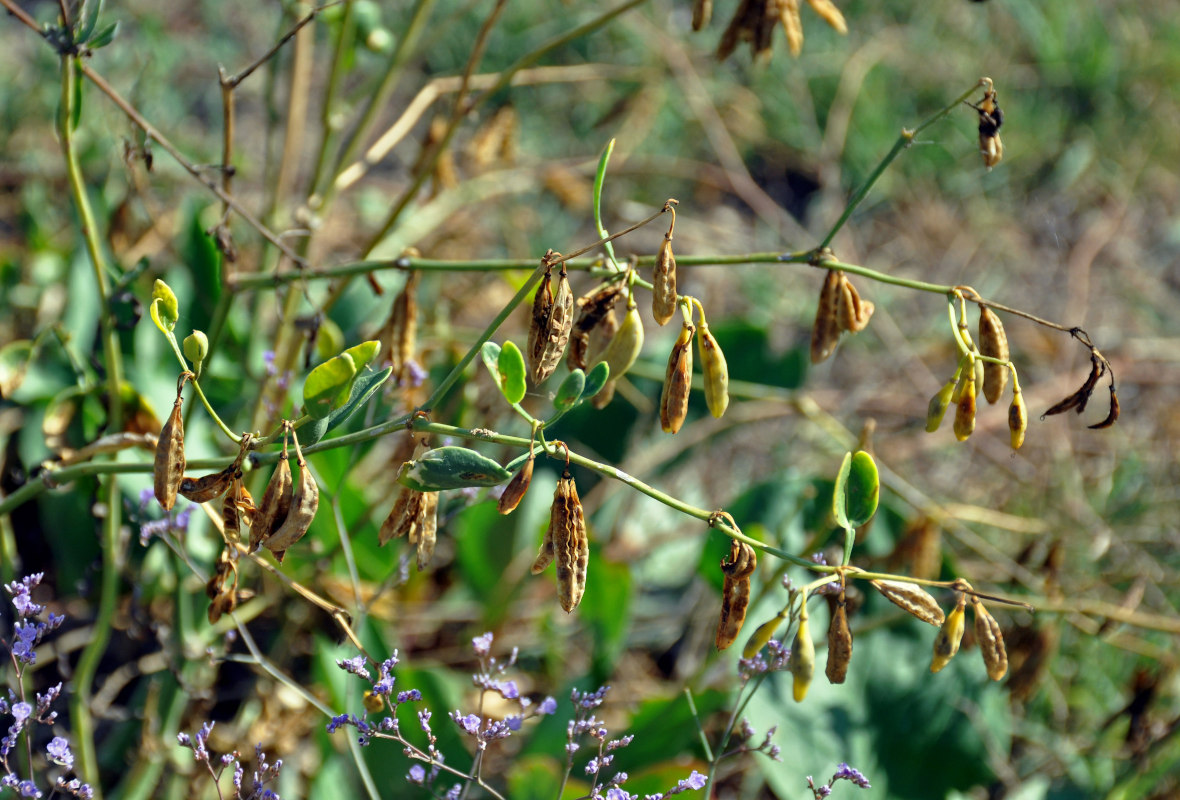 Image of Zygophyllum fabago specimen.