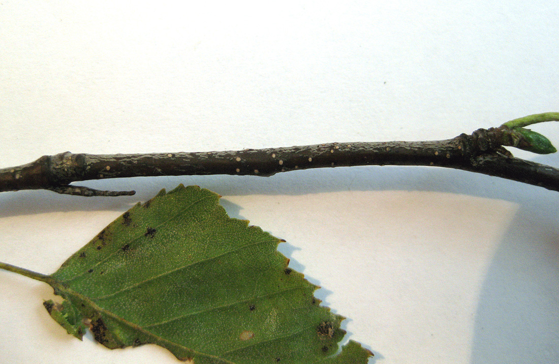 Image of Betula obscura specimen.
