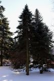 Abies lasiocarpa. Взрослое дерево. Санкт-Петербург, Петроградский р-н, Ботанический сад им. Петра Великого, в культуре. 20.03.2021.