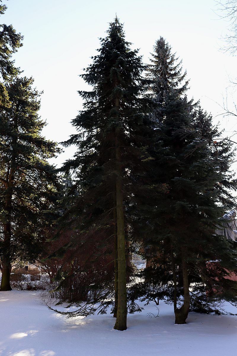 Image of Abies lasiocarpa specimen.