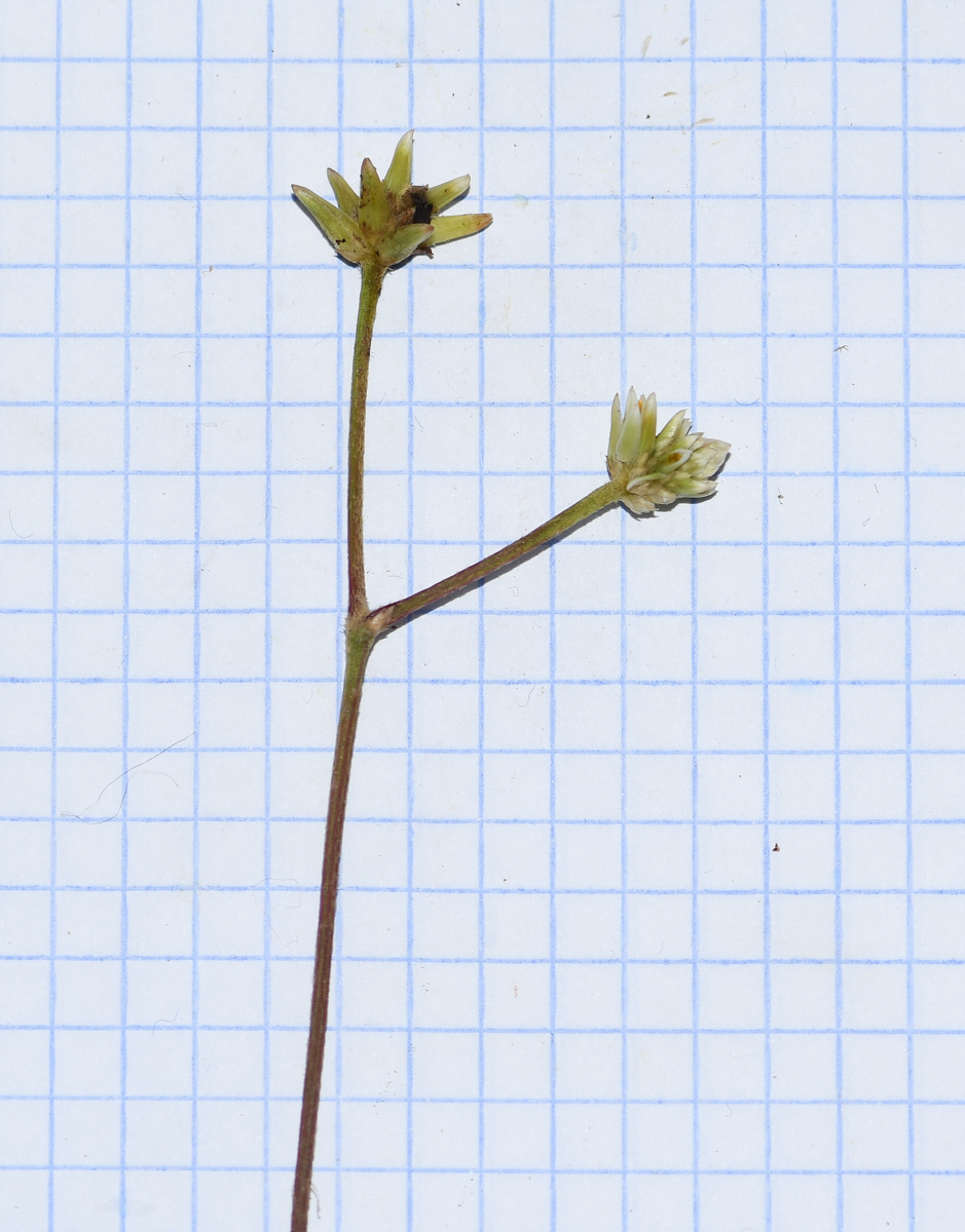 Image of Alternanthera flavescens specimen.