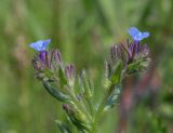 Anchusa thessala. Общее соцветие. Крым, Керченский п-ов, Приазовье, Караларская степь, степной склон. 6 мая 2021 г.