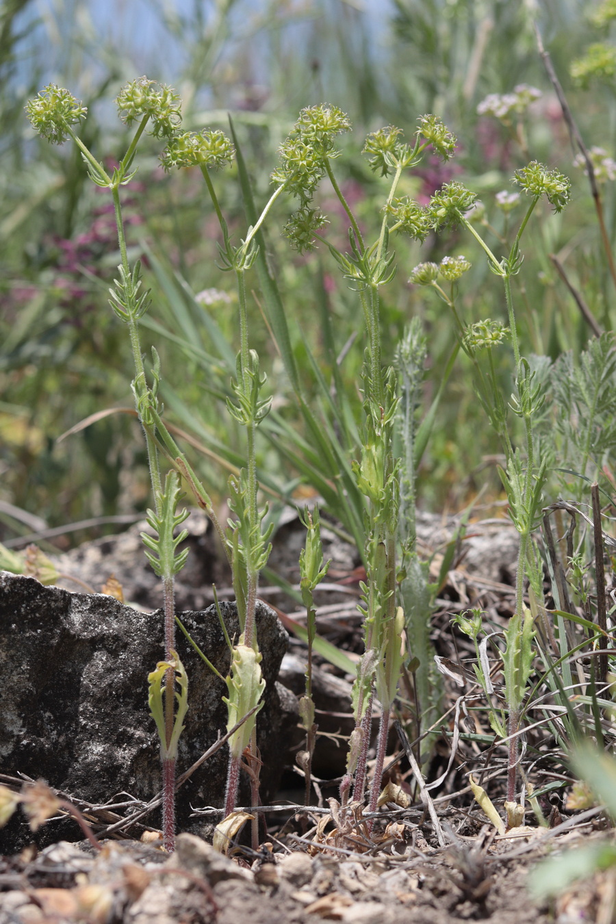 Image of Valerianella uncinata specimen.