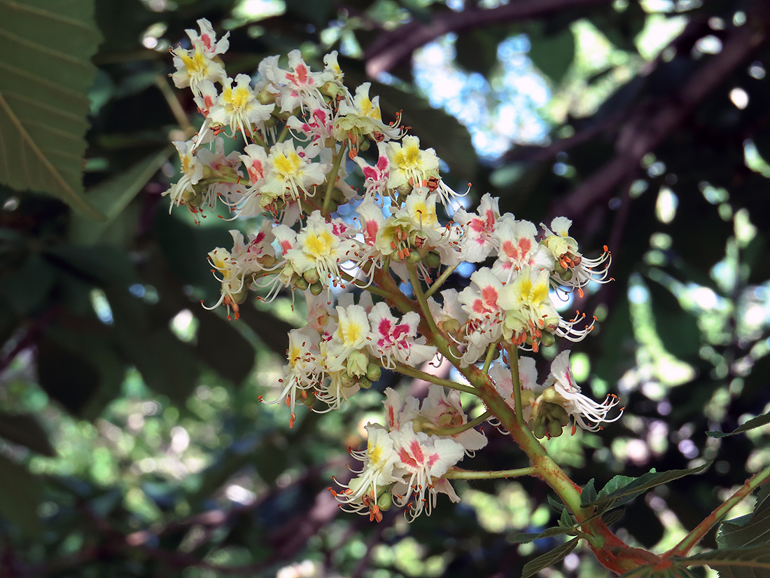 Изображение особи Aesculus hippocastanum.