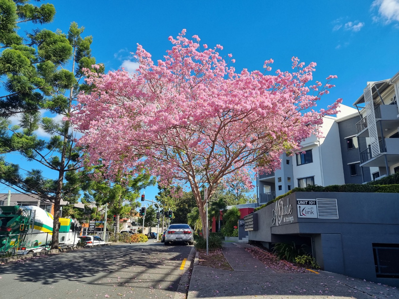 Изображение особи Tabebuia impetiginosa.