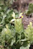 Scutellaria subcaespitosa