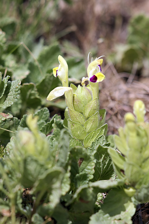 Изображение особи Scutellaria subcaespitosa.