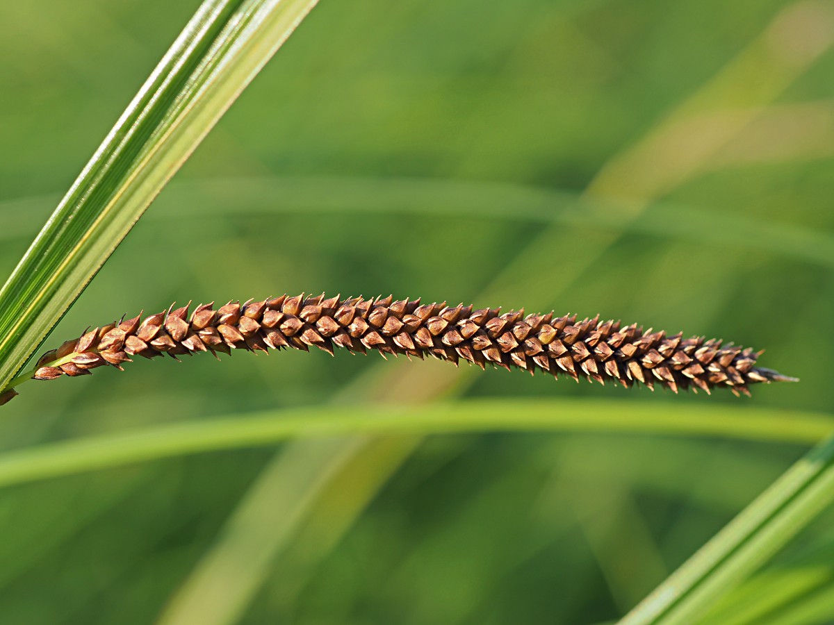 Image of Carex acuta specimen.