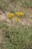 Hypericum scabrum