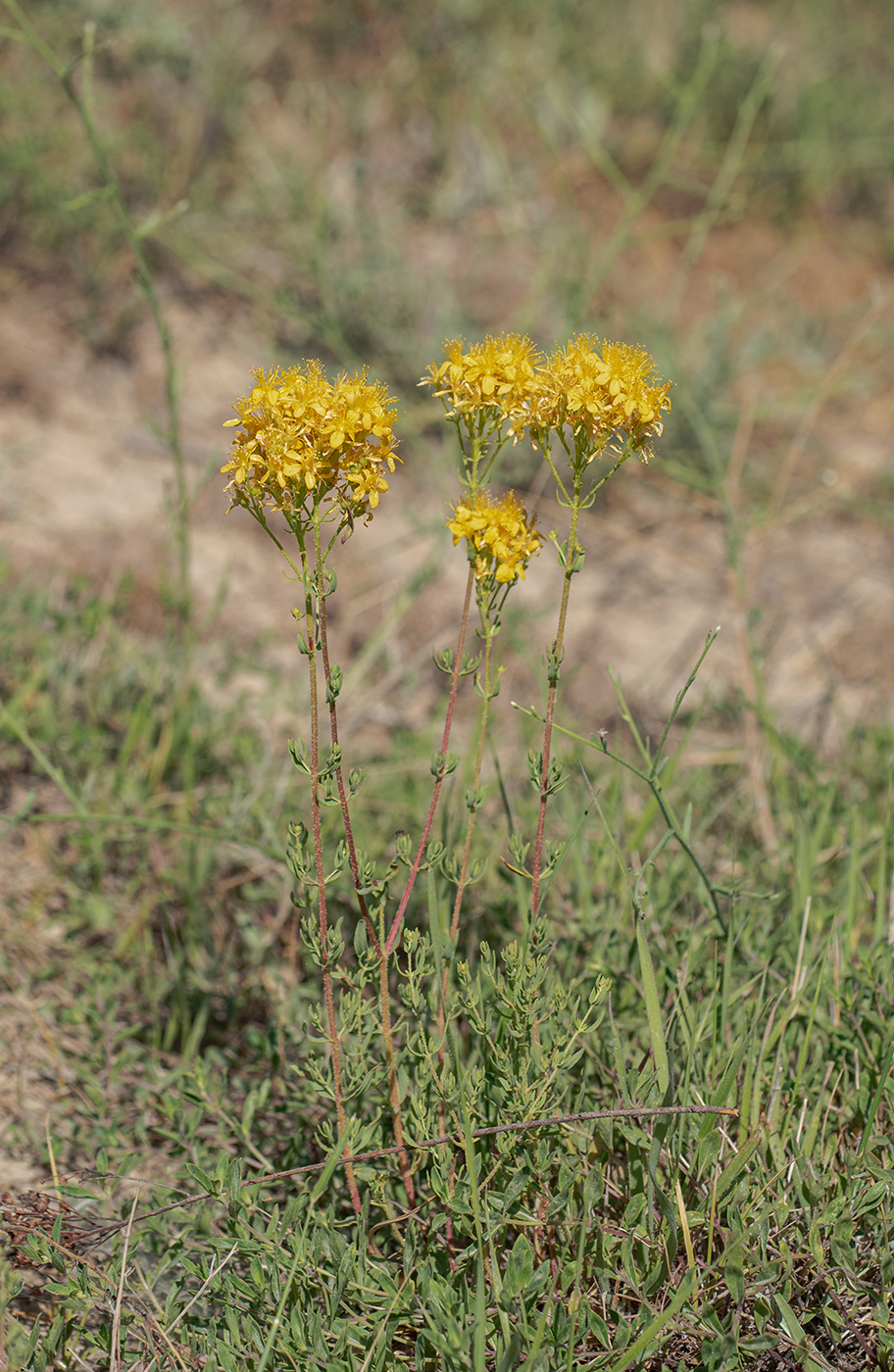 Изображение особи Hypericum scabrum.