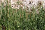 Typha angustifolia