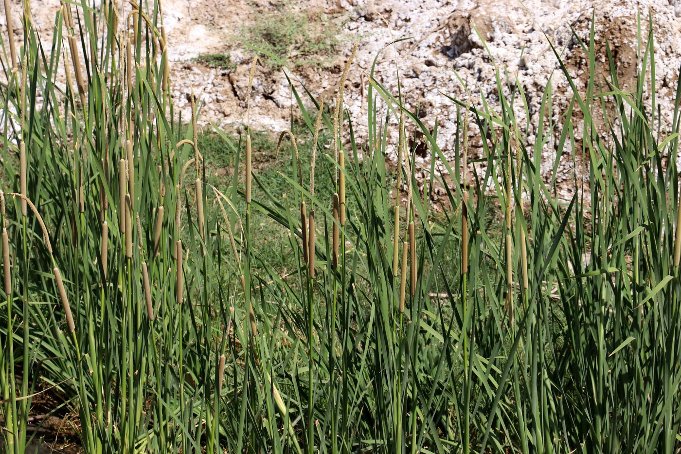 Изображение особи Typha angustifolia.