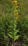 Solidago virgaurea