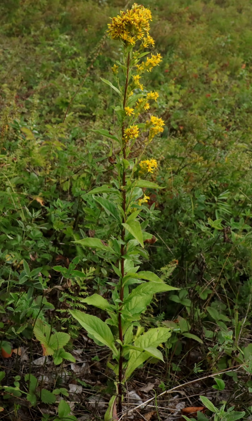 Image of Solidago virgaurea specimen.