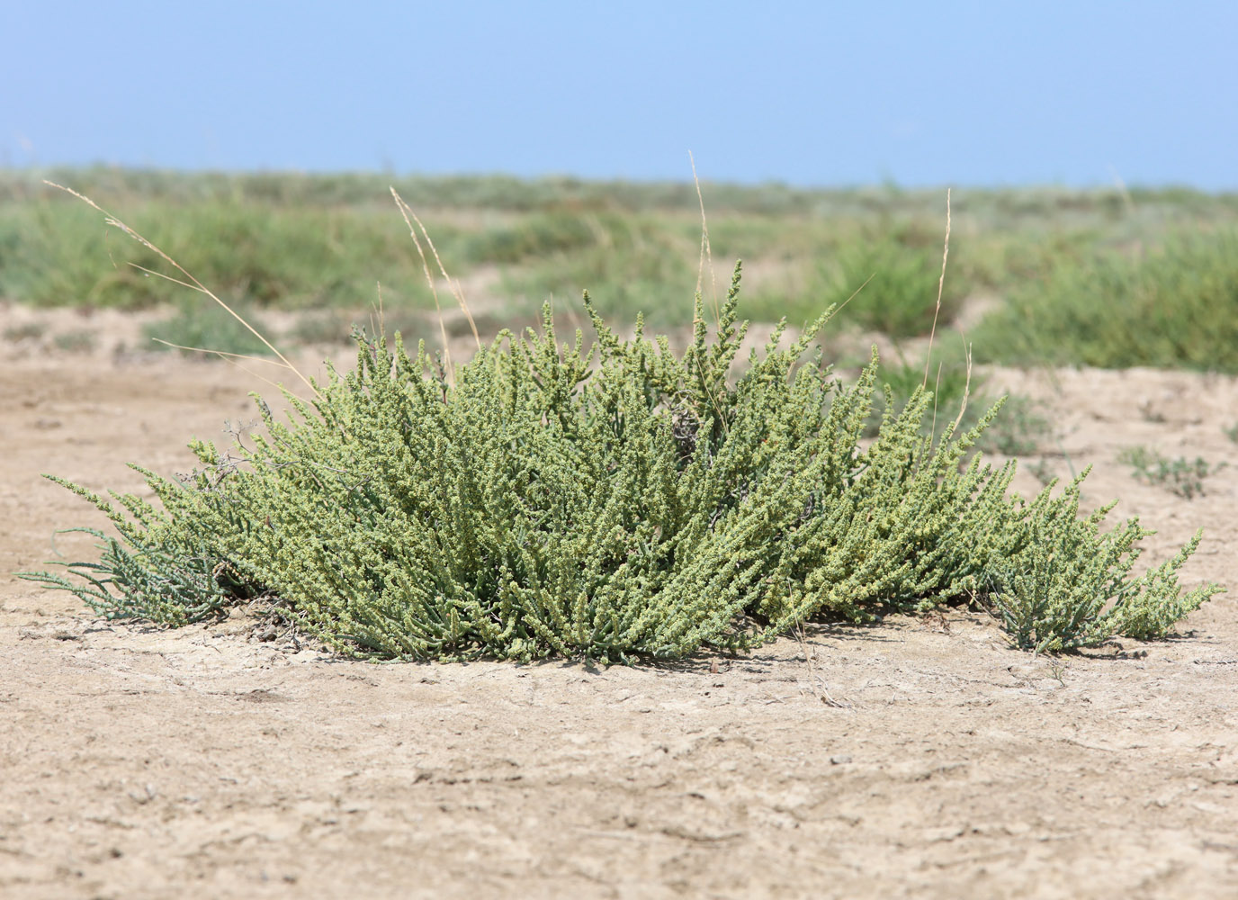 Image of Halocnemum strobilaceum specimen.