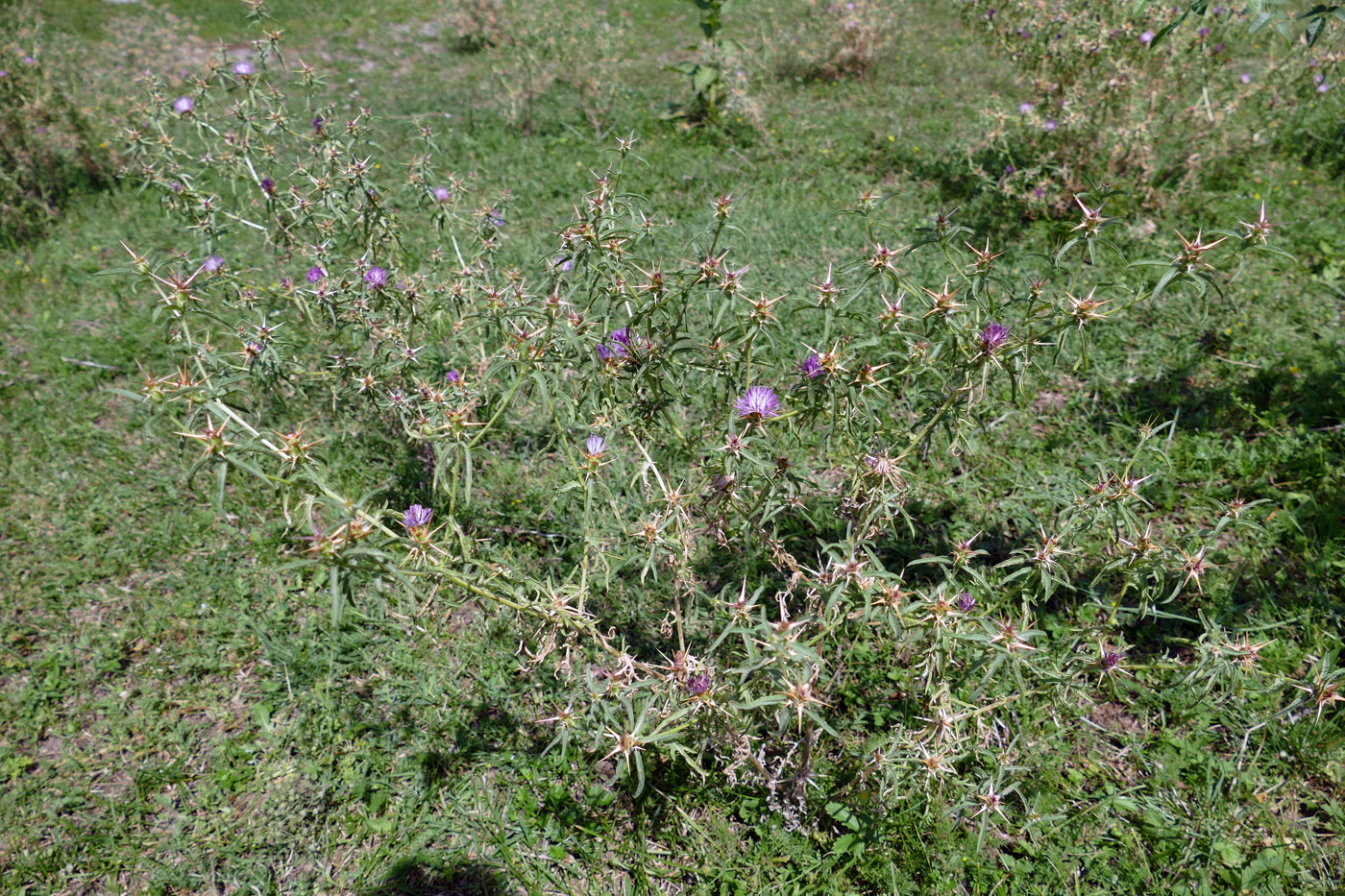 Image of Centaurea calcitrapa specimen.