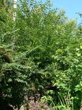 Morus alba