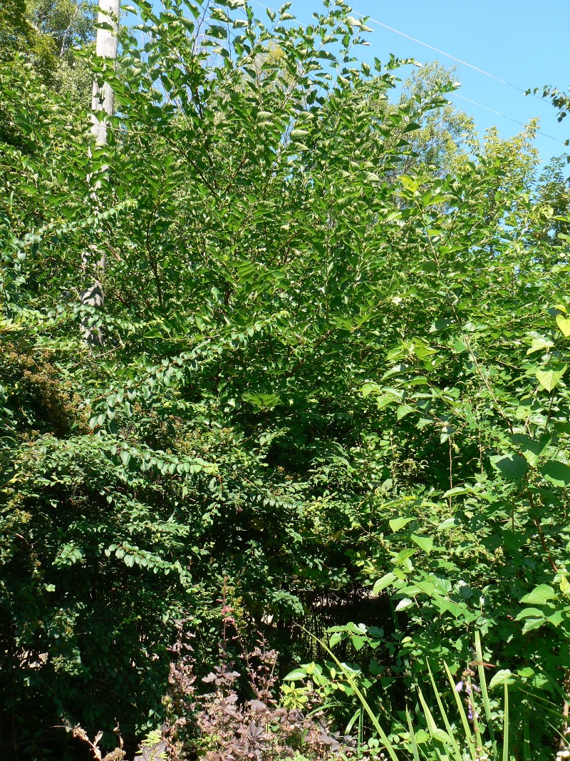 Изображение особи Morus alba.
