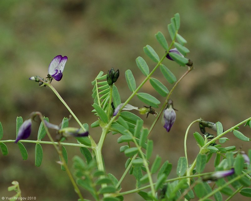 Изображение особи Astragalus guttatus.