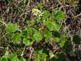 Ribes fragrans